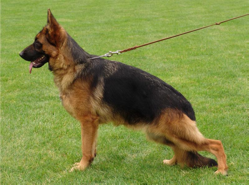 Oksana von Team Günbil | German Shepherd Dog 