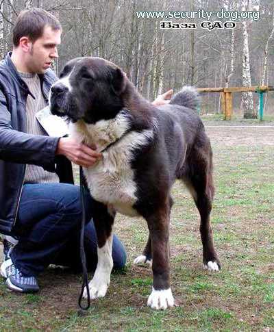 ???????? ???? | Central Asian Shepherd Dog 
