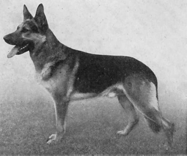 Dewet Preußenblut | German Shepherd Dog 