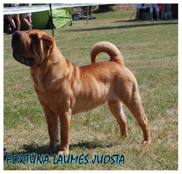 Fortuna LAUMES JUOSTA | Shar-Pei 