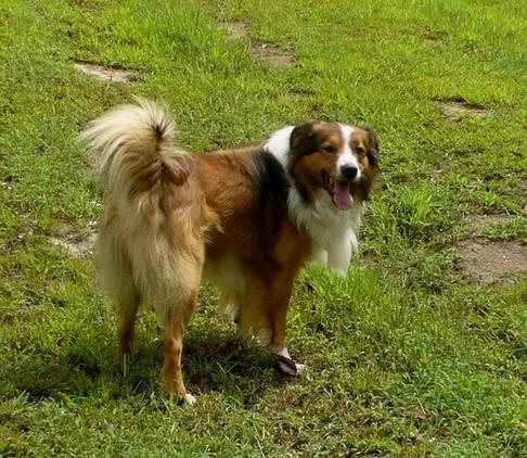 Flynn's Cedar Creek Jasper Jem | English Shepherd 