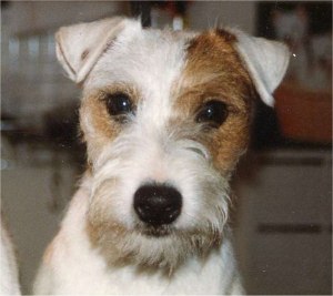 Rednock Satan | Jack Russell Terrier 