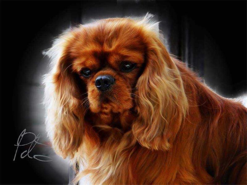 Valentino Rocknrose Perle Du Sahel | Cavalier King Charles Spaniel 