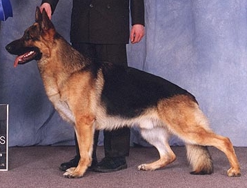 Lance vom Canisphere | German Shepherd Dog 