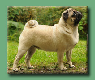 Alina vom Jin Shan | Pug 