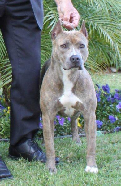 Flosi's Gunpowder n Lead | American Pit Bull Terrier 