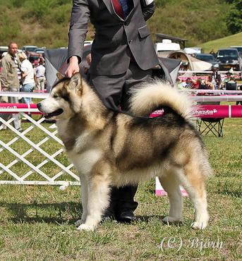 Tamon Del Biagio (For Libertia) | Alaskan Malamute 