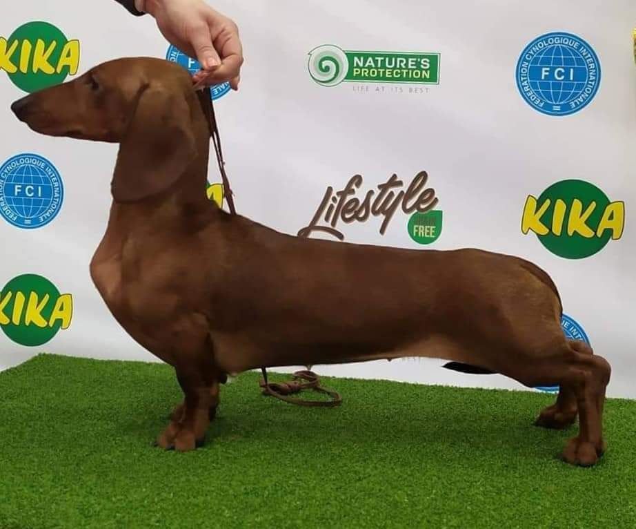 FOXY SMILE VIRGO VAMP | Dachshund 