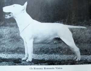 Romany Romantic Vision | Bull Terrier 