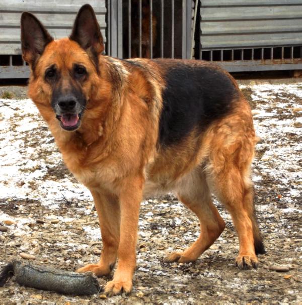 Askona bahmut hof | German Shepherd Dog 