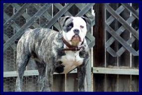 TB's Nehi of Bullnanza Bulldogges | Olde English Bulldogge 