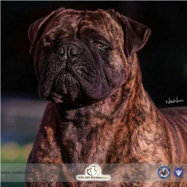 kadin's place black Warrior | Bullmastiff 