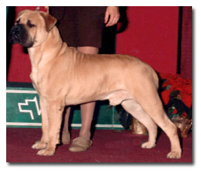 HappyLegs Wisenheimer | Bullmastiff 