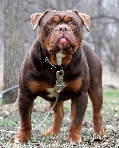 Joyful Acres Mighty Duke | Olde English Bulldogge 