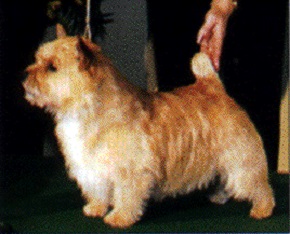 Elve The Viking | Norwich Terrier 