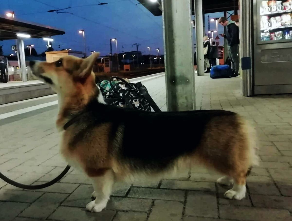 VICTORIA AMATORIA PATTI LA BELLE | Pembroke Welsh Corgi 