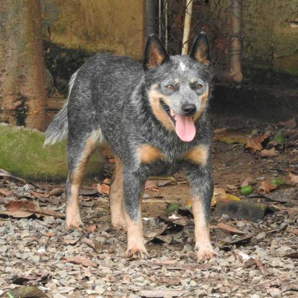 Maria Bonita of Heelers Selivon | Australian Cattle Dog 