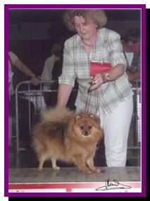 Catullus Ramona | German Spitz 