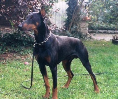 Tall v.d. Kusthoeve | Black Doberman Pinscher