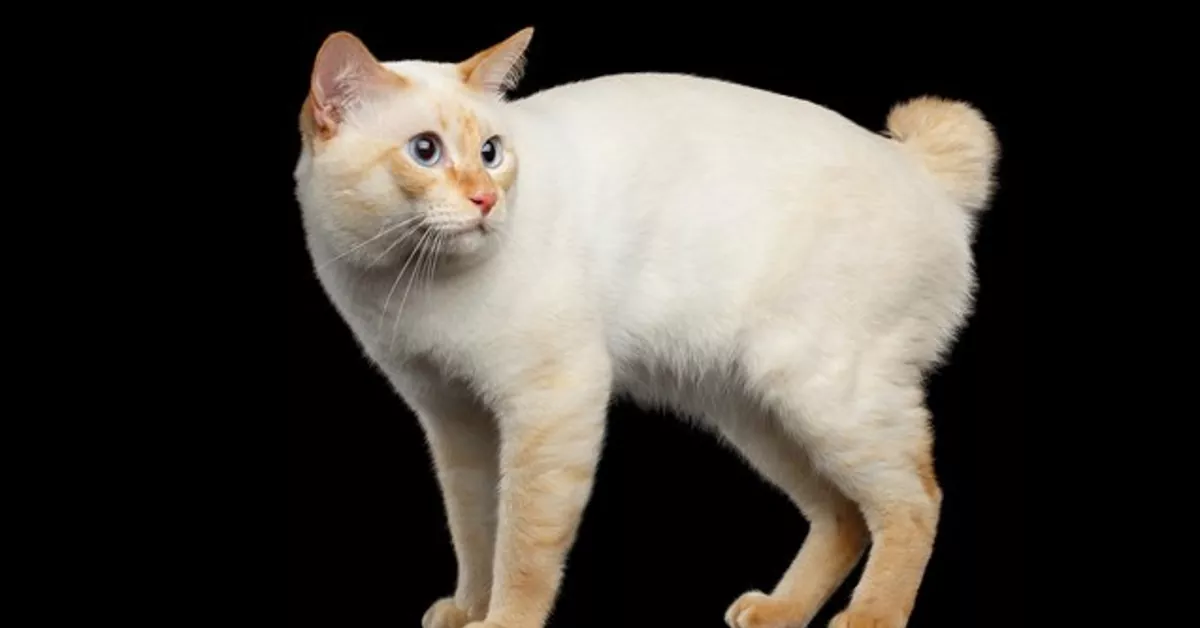 Mekong Bobtail