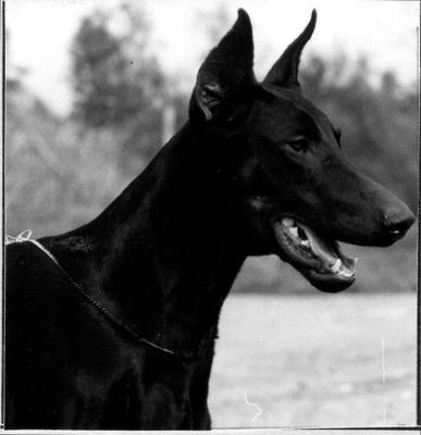 Laerteluger del Littorio | Black Doberman Pinscher