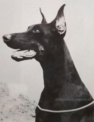 Samyna del Bosco di Giano | Black Doberman Pinscher