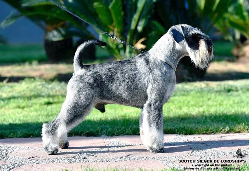 SCOTCH SIEGER DE LORDSHIP'S | Miniature Schnauzer 