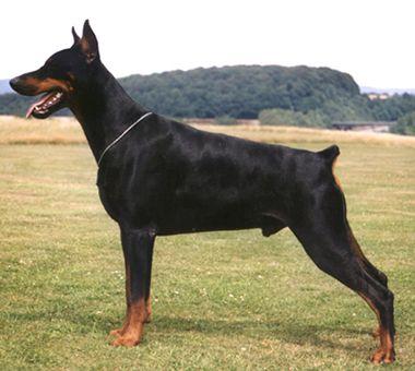 Rios Ricardo v. Steinigerweg | Black Doberman Pinscher