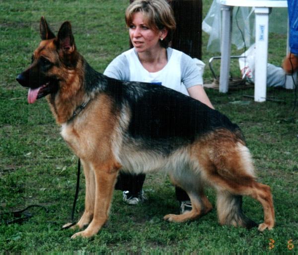 Endrefalva Chilesta | German Shepherd Dog 