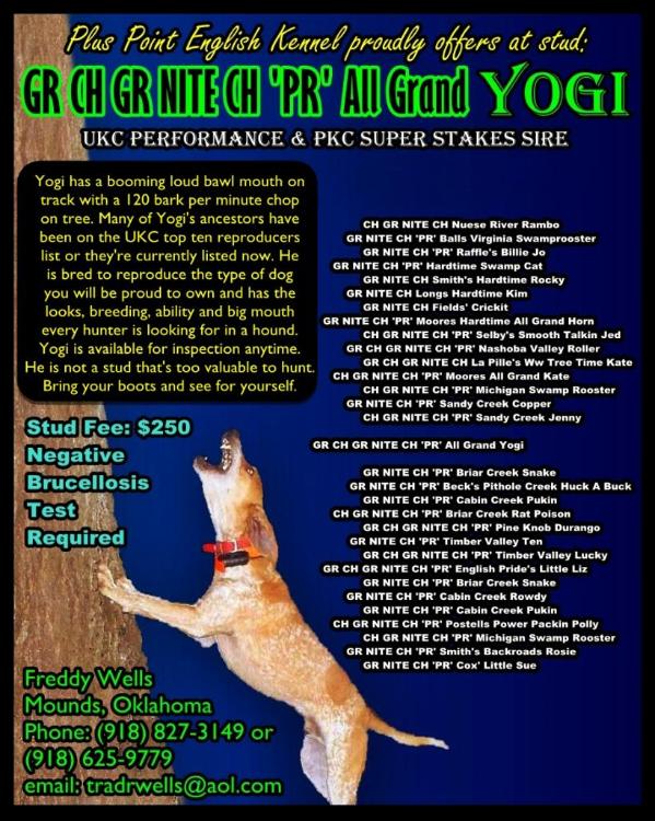 All Grand Yogi | American English Coonhound 