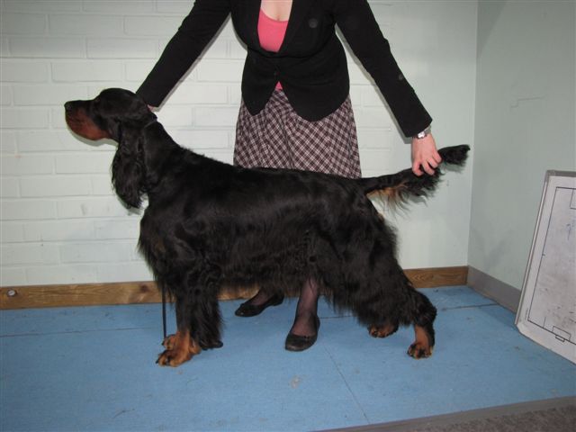 Goango Black Coco | Gordon Setter 