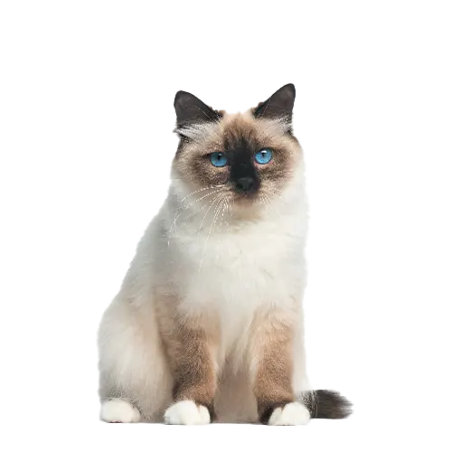 Birman