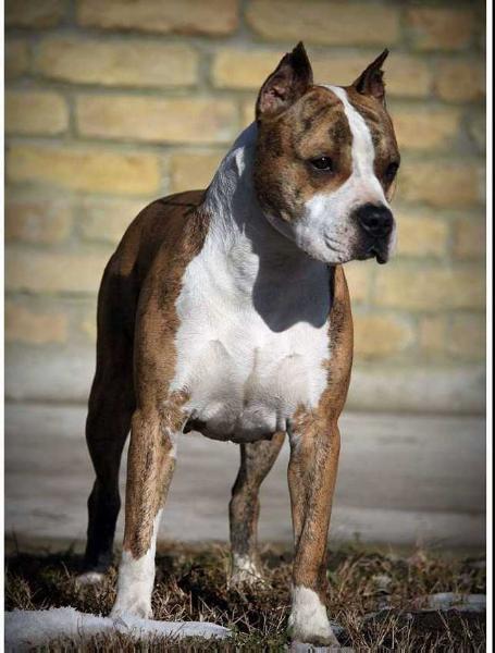 Bada Bing Rockwoods Cosa Nostra Impero | American Staffordshire Terrier 