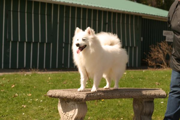 AWD CRYSTAL'S LADY IN VELVET | American Eskimo Dog 