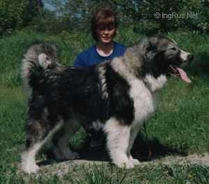 Vam-Bosya | Caucasian Mountain Dog 