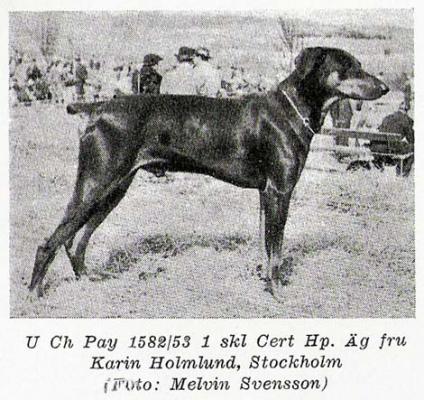 Pay (S 1582/53) | Black Doberman Pinscher