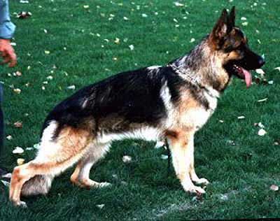 Italo von Arlett | German Shepherd Dog 