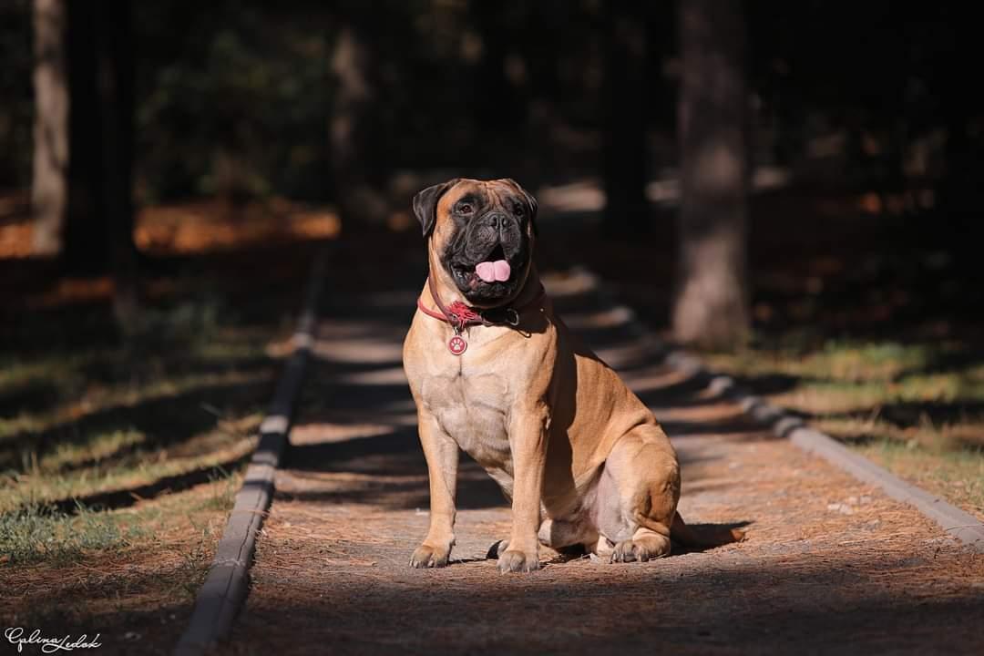 Ideal Style Gold Bonus | Bullmastiff 