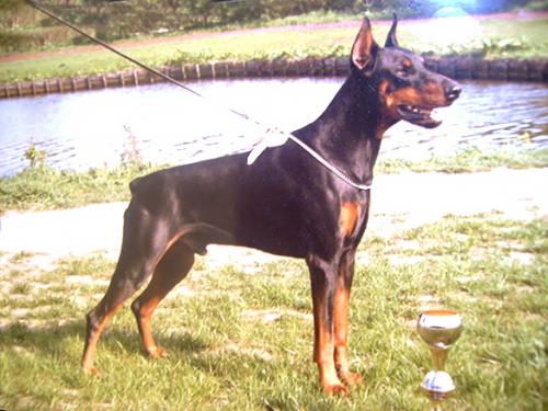 Dara v. Franckenhorst | Black Doberman Pinscher