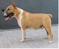 Bullymade Smells Like Teen Spirit | Bull Terrier 