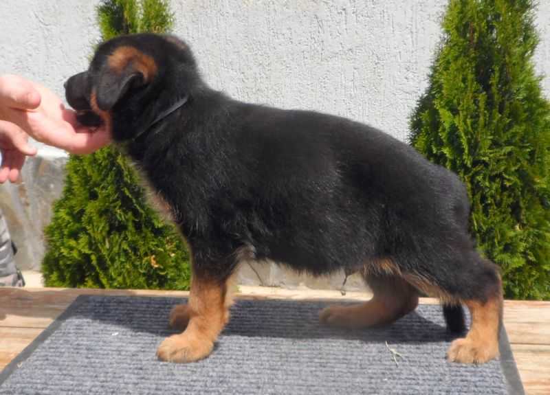 Neo von der Accent | German Shepherd Dog 