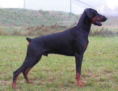 Come as you are In Charge | Black Doberman Pinscher