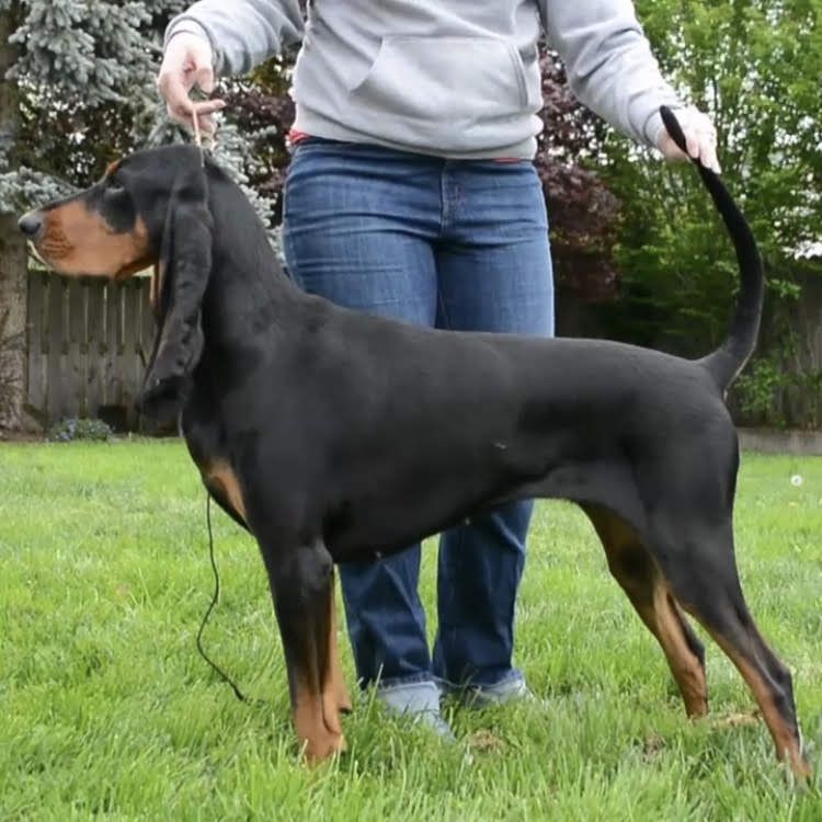 Windbourne Jump Right In | Black and Tan Coonhound 