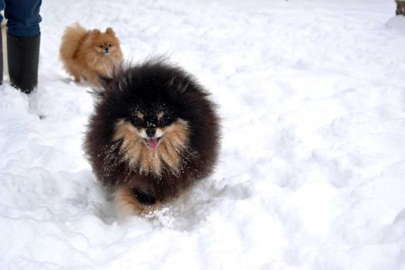 Egrashka Gold Baby | Pomeranian 