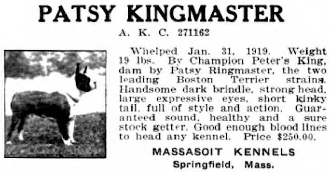 Patsy Kingmaster 271162 vXXXVI | Boston Terrier 