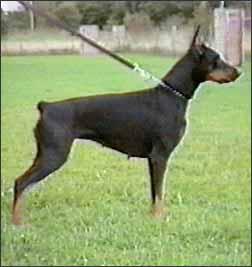 Kassandra v. Norden Stamm | Black Doberman Pinscher