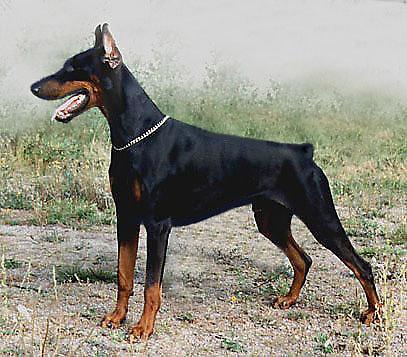 Orlando v. Norden Stamm | Black Doberman Pinscher