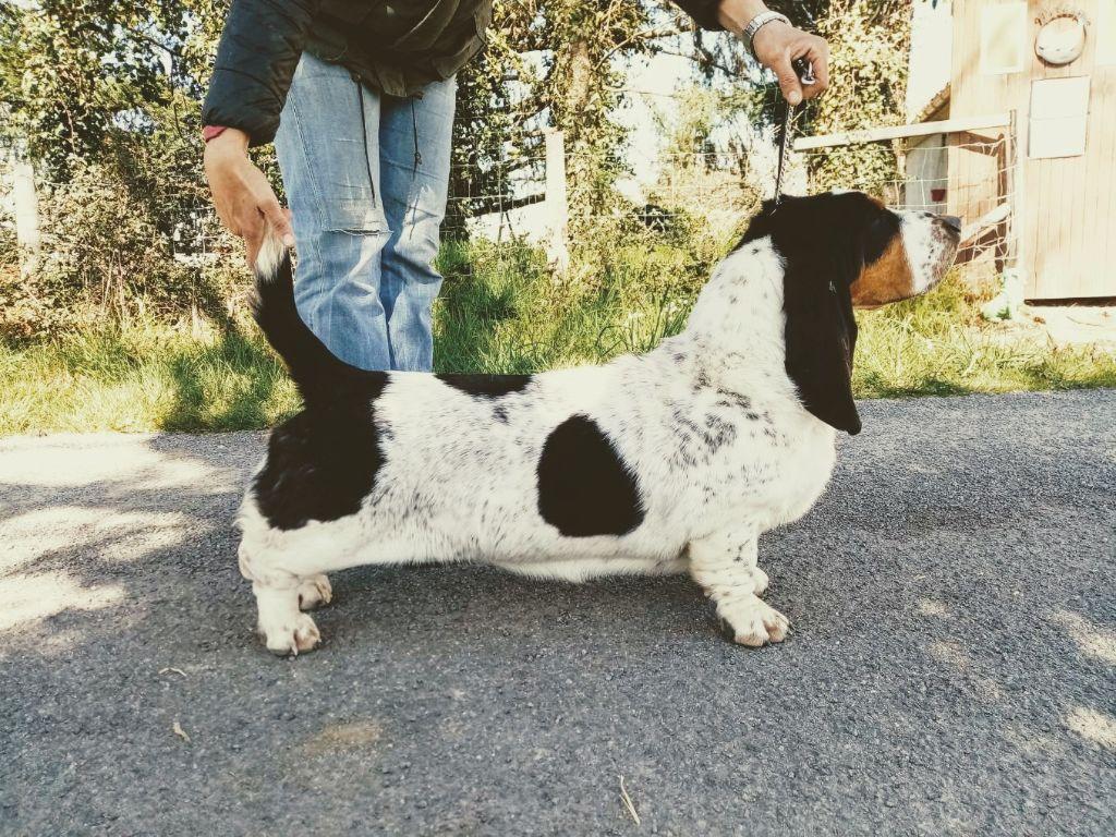 Prada Du Bois Des Bleizi | Basset Hound 