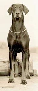 Julietteville's Stephanie | Black Doberman Pinscher