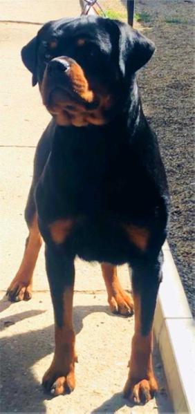 Cvetana Von Haus Drazic | Rottweiler 